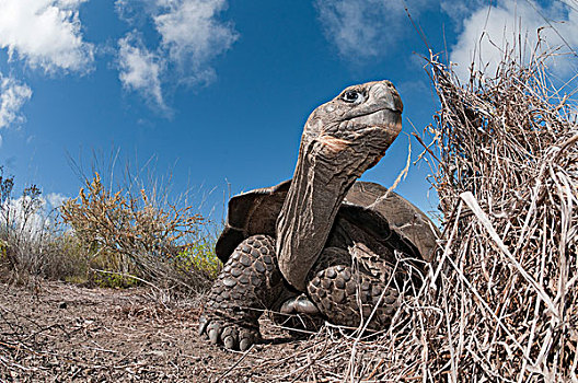狼,龟,加拉帕戈斯象龟,加拉帕戈斯群岛,厄瓜多尔