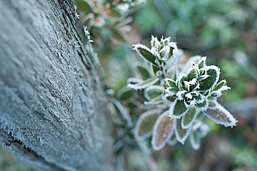冰冻,植物