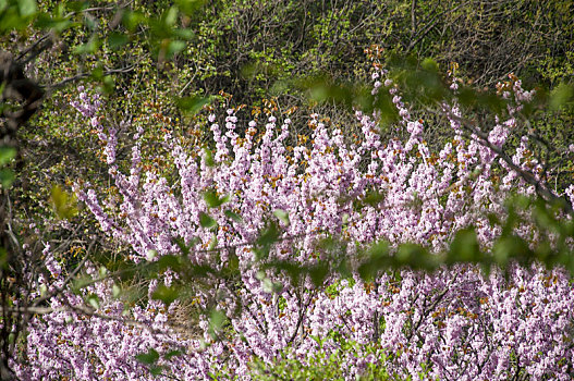 户外树林中盛开的紫荆花树