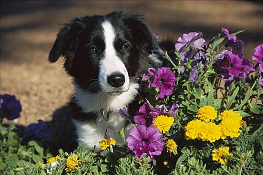 博德牧羊犬,狗,肖像,小狗,矮牵牛花属植物,万寿菊