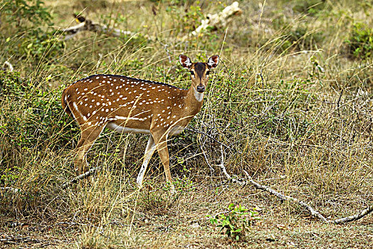 花鹿,雌性,草丛,国家公园,斯里兰卡,亚洲