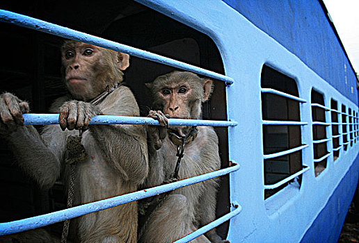 捕获,猴子,印度