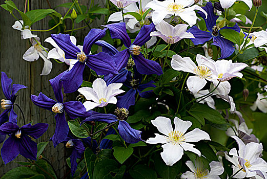 白色,紫色,铁线莲,魁北克,加拿大,北美