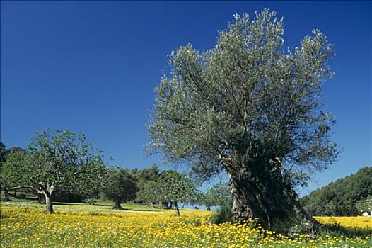 橄榄树,花,草地,马略卡岛