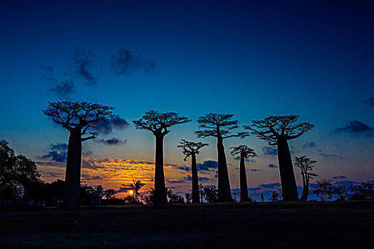 马达加斯加穆龙达瓦morondava猴面包树大道日落baobabavenue