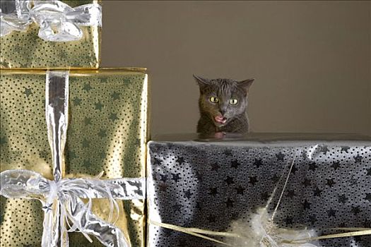 猫,玩,包装,圣诞礼物,老,木桌子