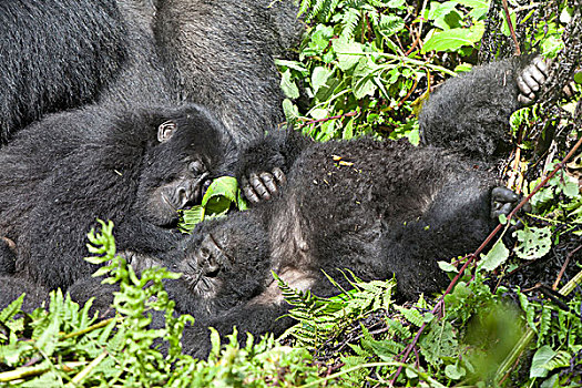 山地大猩猩,幼兽,睡觉,植被,火山国家公园,维龙加山,卢旺达,非洲