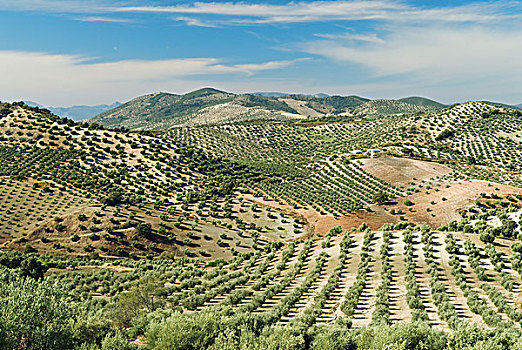 橄榄树,安达卢西亚,西班牙