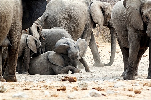 牧群,非洲象,小,大象,玩
