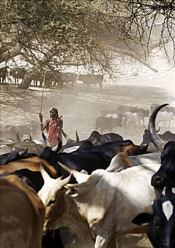 马萨伊勇士,牛,河,坦桑尼亚北部
