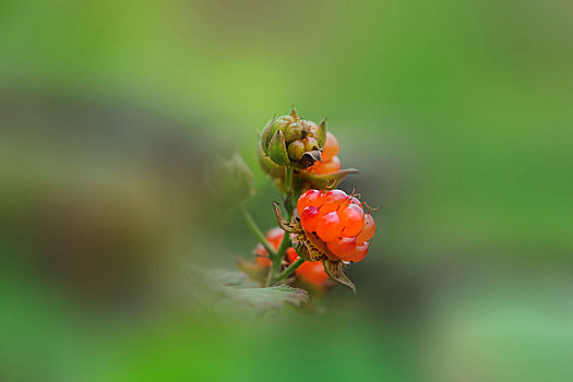 夏日山野里鲜嫩的红茅莓果