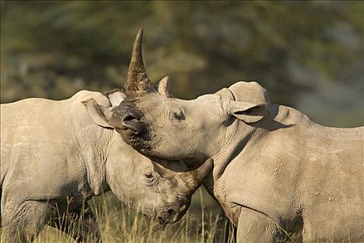 白犀牛,幼小,打斗,纳库鲁湖国家公园,肯尼亚