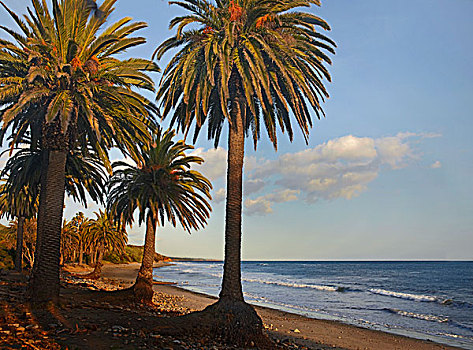 棕榈树,加利福尼亚