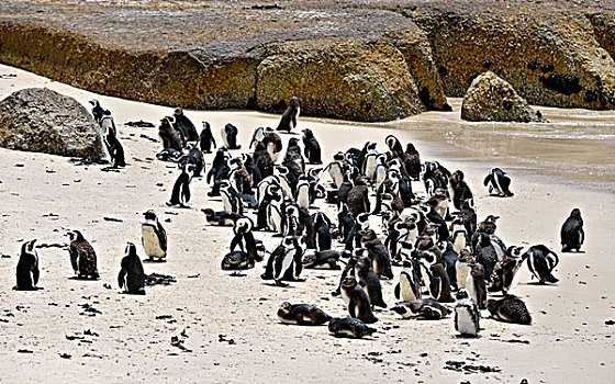 企鹅,黑脚企鹅,生物群,桌山国家公园,漂石,城镇,西海角,南非,非洲