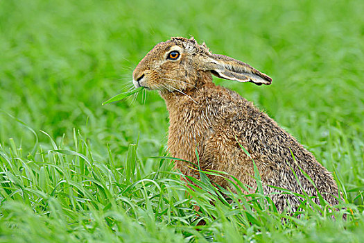 欧洲,棕兔,欧洲野兔,庄稼地,春天,黑森州,德国