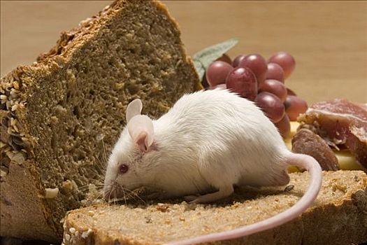 老鼠,面包