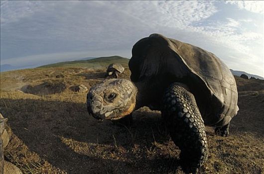 加拉帕戈斯巨龟,加拉帕戈斯象龟,大,边缘,阿尔斯多火山,伊莎贝拉岛,加拉帕戈斯群岛,厄瓜多尔