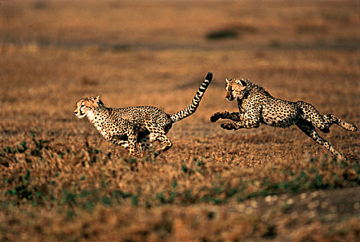 肯尼亚,马赛马拉,一对,印度豹,跑,猎豹,大幅,尺寸