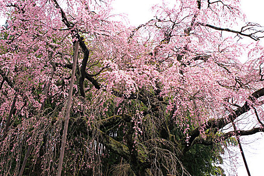 地藏岛,樱桃树