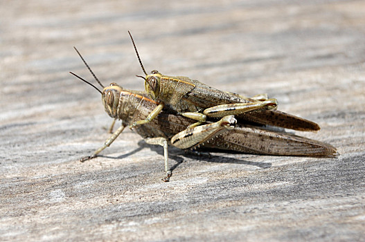 成对,迁徙,蝗虫,灰色,木头