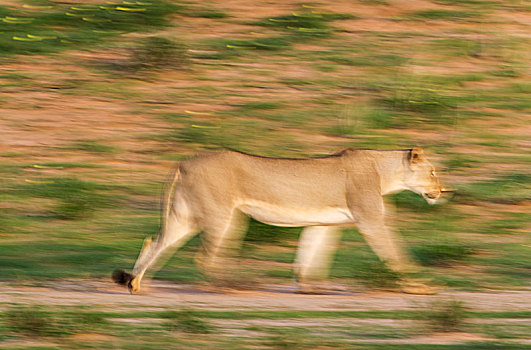 狮子,漫游,雌性,下雨,季节,绿色,环境,卡拉哈里沙漠,卡拉哈迪大羚羊国家公园,南非,非洲