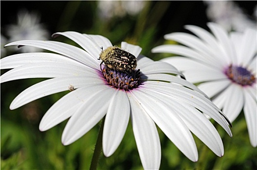 甲虫,白色背景,南非万寿菊