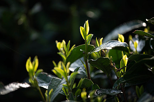 杭州西湖龙井春茶芽逆光