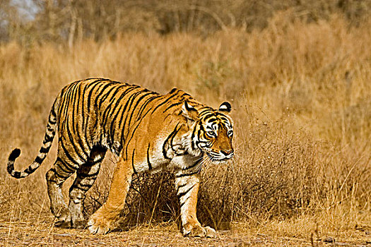 虎,移动,印度