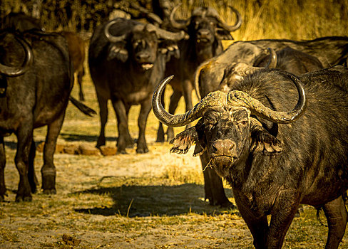 南非水牛,非洲水牛,莫雷米禁猎区,博茨瓦纳,非洲