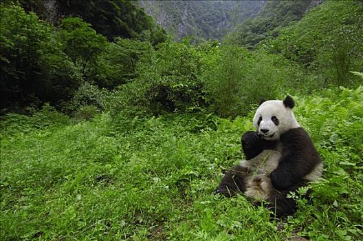 大熊猫,坐,卧龙,中国,研究中心,卧龙自然保护区,四川