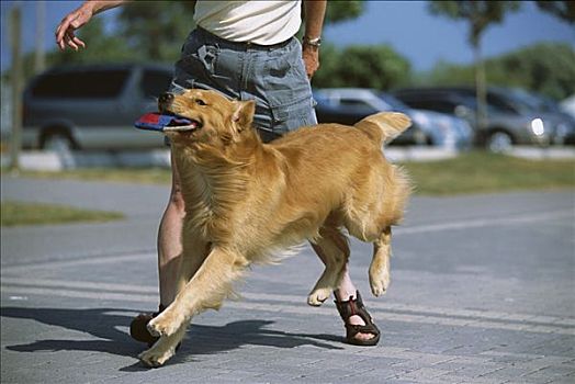 金毛猎犬,狗,玩,飞盘,光盘