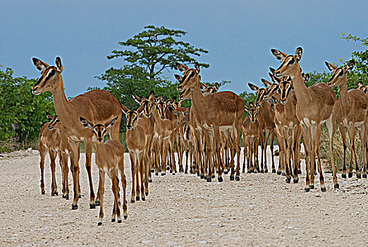 纳米比亚,国家公园,黑斑羚,高角羚属