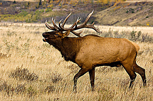 麋鹿,鹿属,鹿,发情,雄性动物,班芙国家公园,艾伯塔省,加拿大