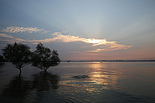 海上两棵树