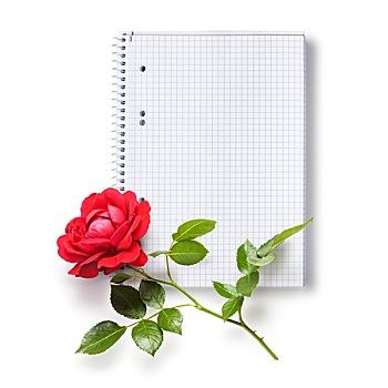 笔记本,玫瑰