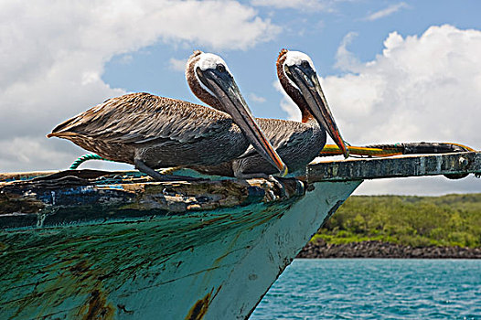 两个,鹈鹕,褐鹈鹕,废弃,船,港口,圣克里斯托瓦尔,加拉帕戈斯群岛,厄瓜多尔