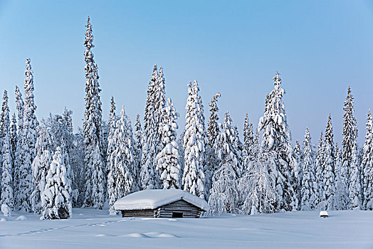 积雪,小屋,冬天,风景,国家公园,拉普兰,芬兰,欧洲