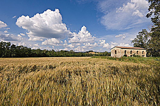 空,石头,农舍,小麦,托斯卡纳,乡村,靠近,赭色,意大利