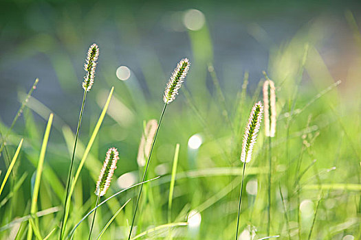 阳光下的小草