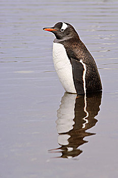南极,巴布亚企鹅,水中