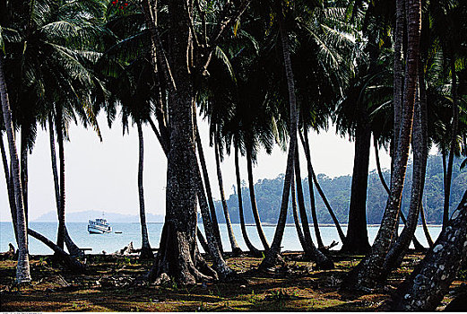 椰树,种植园,湾,安达曼群岛,印度