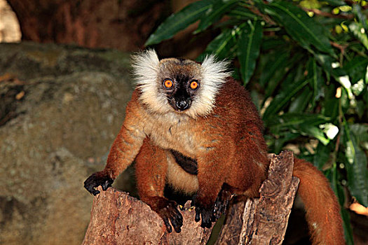 黑狐猴,诺西空巴,马达加斯加,非洲
