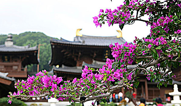 叶子花属,树,女修道院,山,香港