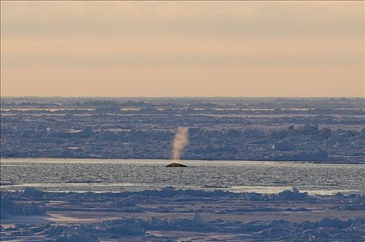 弓头鲸,浮冰,迁徙,楚科奇海,北极,阿拉斯加