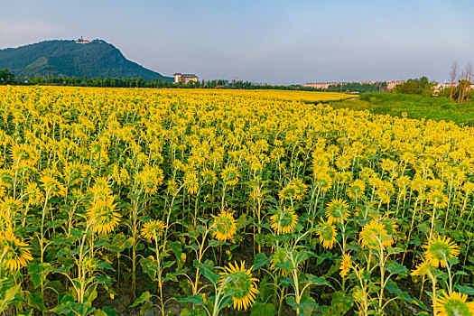 杭州湘湖景区花海花田向日葵