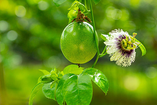 夏天的果园里果实饱满翠绿的百香果与百香果花