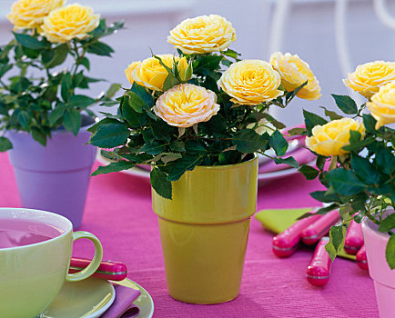 玫瑰,锅,黄色,彩色,种植器皿