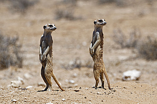 猫鼬,细尾獴属,站立,巢穴,警惕,卡拉哈迪大羚羊国家公园,北开普,南非,非洲