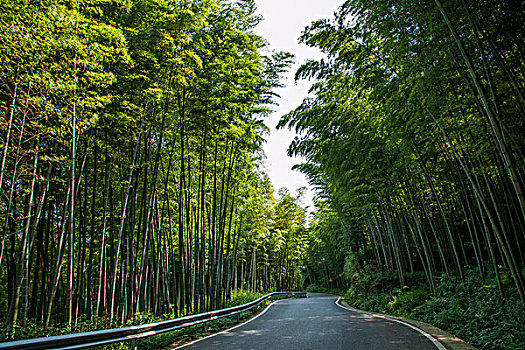 重庆市永川区茶山竹海风景翡翠长廊