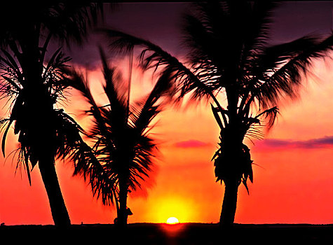 日落,棕榈树